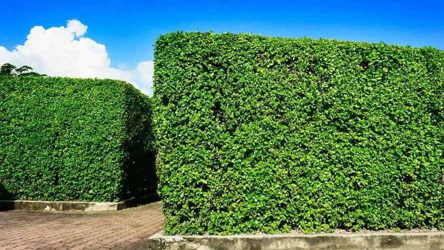 4000平米园林景观设计