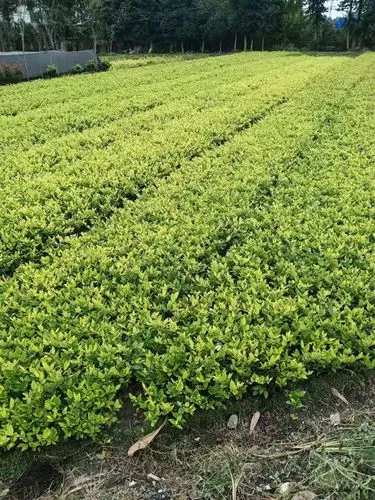 现代化园林景观设计方案